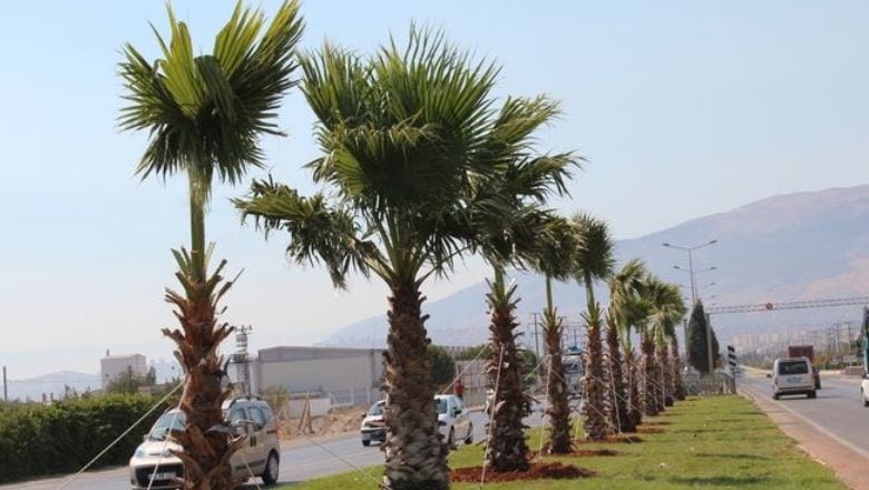 Palmiye Balıkesir’de Nerede Yetişir?