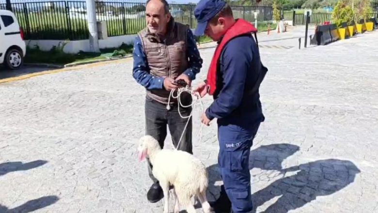 Cunda Açıklarında Denizde Sürüklenen Kuzu Kurtarıldı