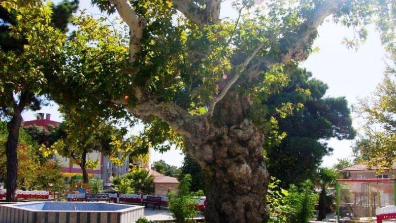 Zeybek Sesi ve Yörük Ateşinin Ayak İzleri Burada!