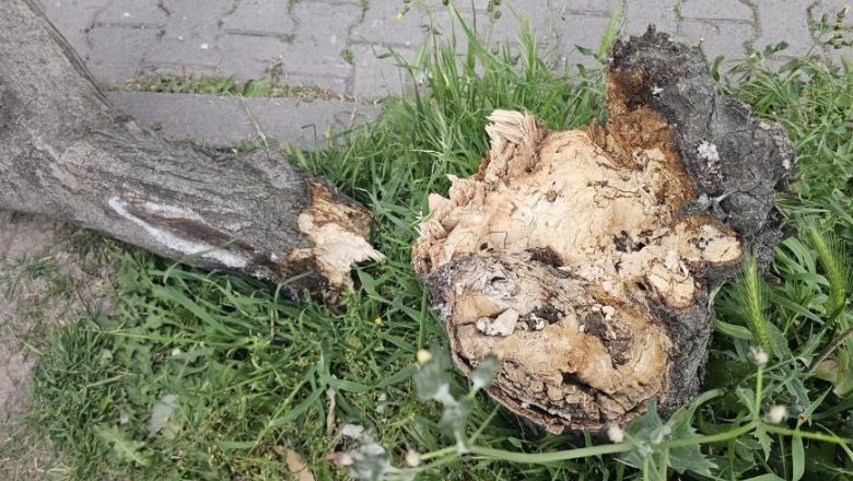 Bandırma’da Fırtına Etkisini Gösterdi