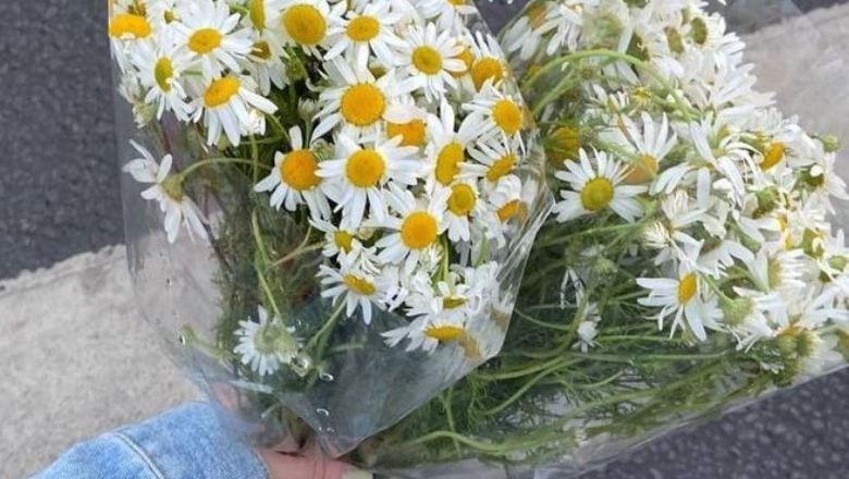 Nisan’ın Simgesi Balıkesir’in Gözdesi: Papatya