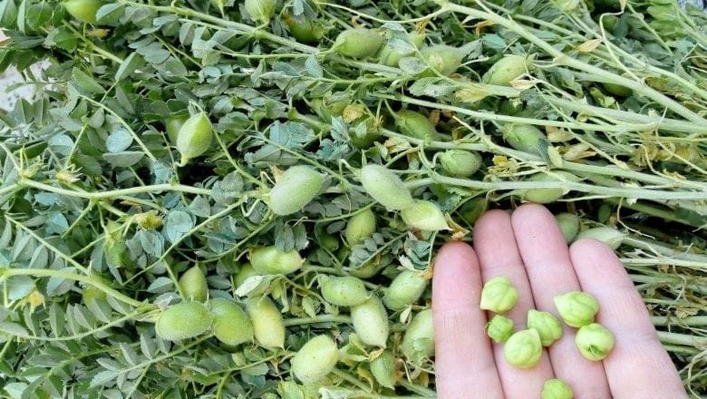 Balıkesir'de Taze Nohut Dönemi Başladı