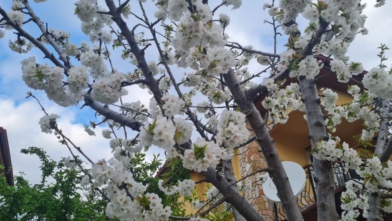 Edremit'te Sakura Güzelliği