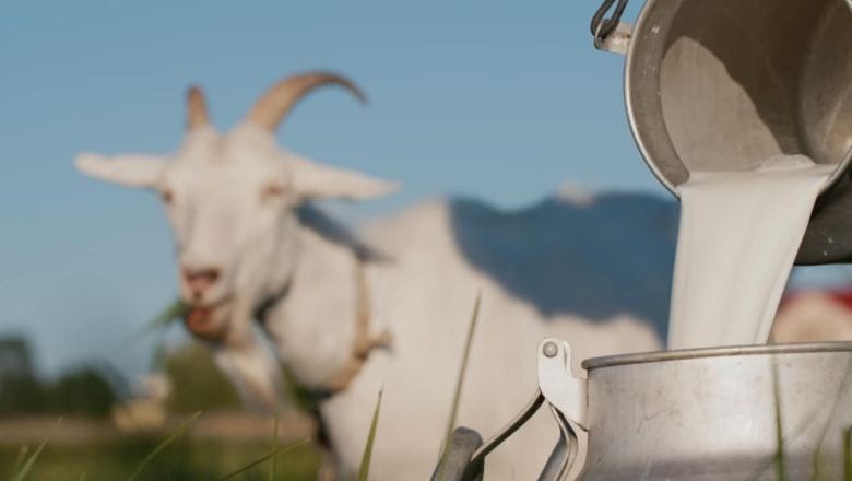 Balıkesir'de Keçi Sütü Nerelerde Bulunur?