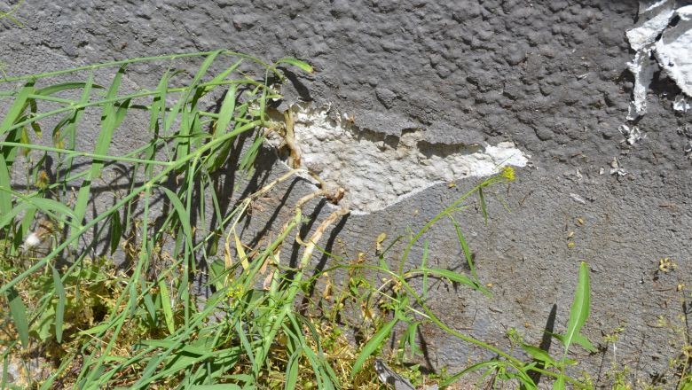 Beton Arasında Bir Hayat