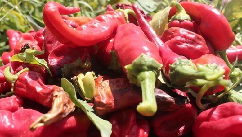 Balıkesir’in En Acı Biberi Köseler Köyü'nden Çıkıyor