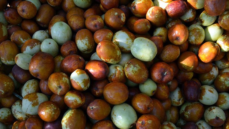Şifa Avcılarının Rotası Balıkesir! Faydaları Şaşırtıyor