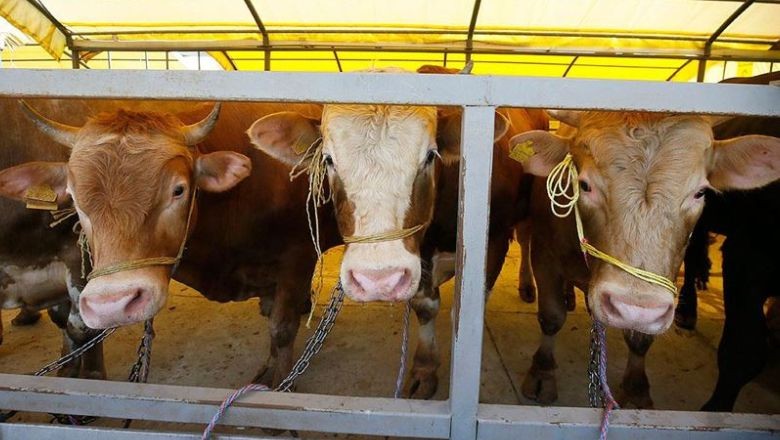 Kurbanla İlgili En Fazla Sorulan Sorular