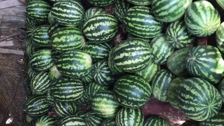 Balıkesir'de Tatlı Karpuz Böyle Seçiliyor