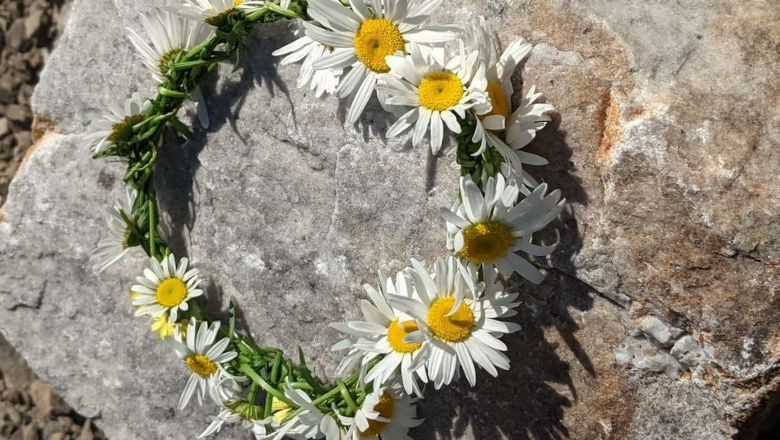 Balıkesir'de Papatya Nereden Toplanır? Taç Nasıl Yapılır?