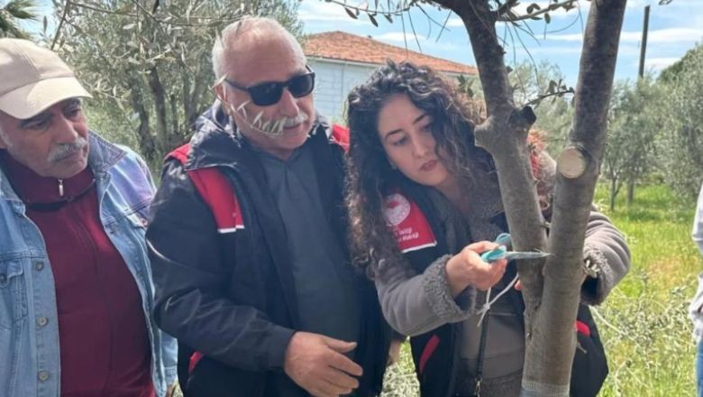 Edremit MYO’da Zeytinde Aşılama Eğitimi Düzenlendi