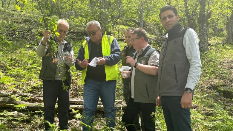 Kestane Ormanlarında Biyolojik Mücadele Başladı!
