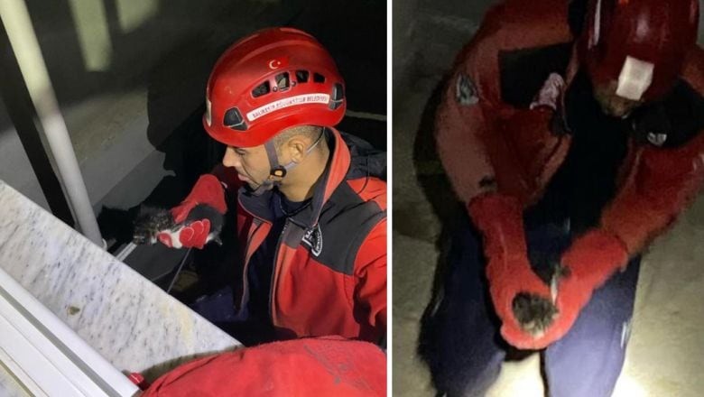 Yavru Kediyi Ölümden Döndüren Müdahale!
