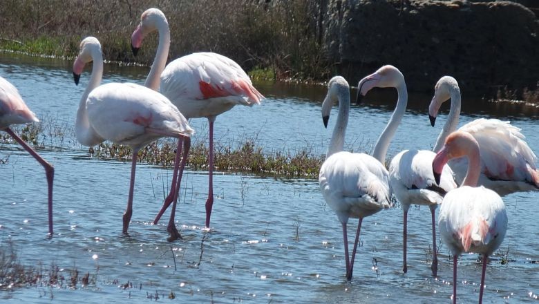 Balıkesir'de Flamingolar Nerede İzlenir?