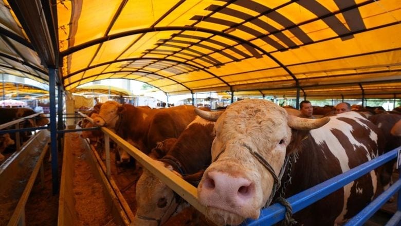 Balıkesir'de Kurban Bayramı Hazırlığı Başladı