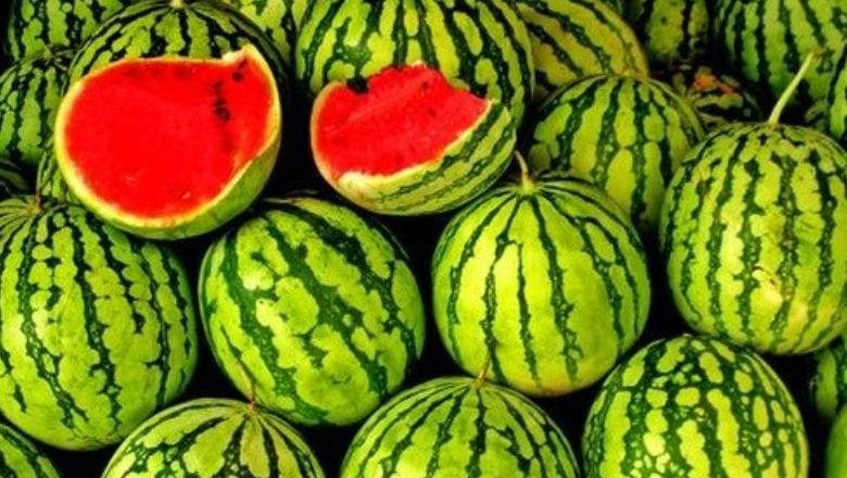 Balıkesir'de Tatlı Karpuz Böyle Seçiliyor