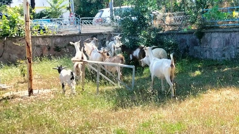 Ayvalık Sokaklarında Başka Bir Trafik!