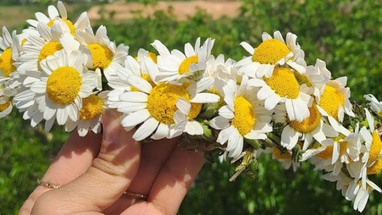 Balıkesir'de Papatya Nereden Toplanır? Taç Nasıl Yapılır?