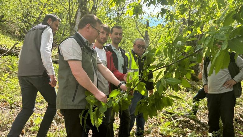 Kestane Ormanlarında Biyolojik Mücadele Başladı!