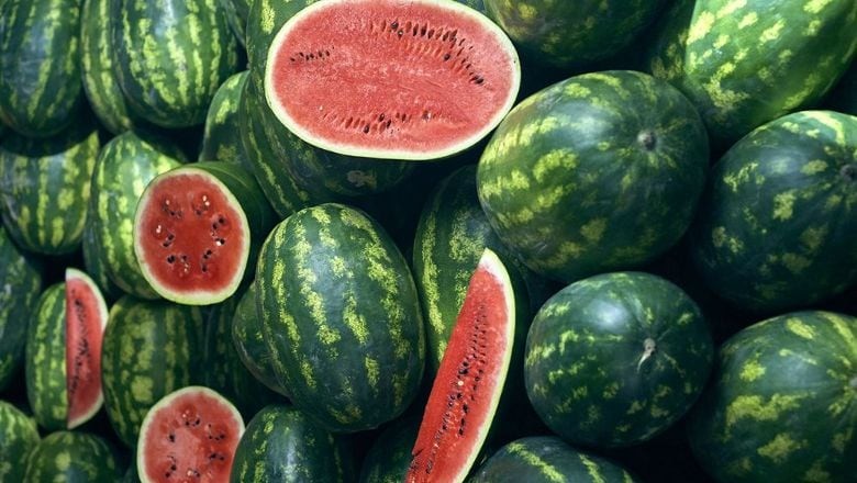 Balıkesir'de Tatlı Karpuz Böyle Seçiliyor