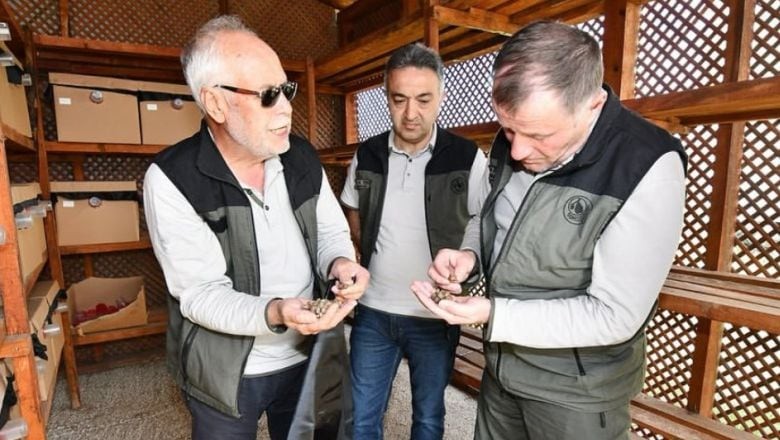  Bandırma’da Kestane Gal Arısı'na Karşı Biyolojik Mücadele Sürüyor