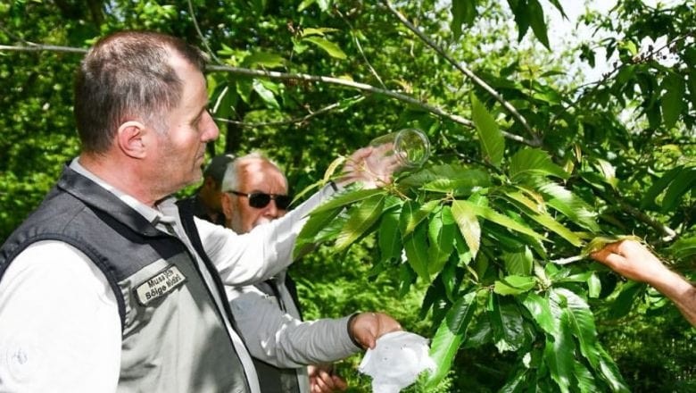  Bandırma’da Kestane Gal Arısı'na Karşı Biyolojik Mücadele Sürüyor