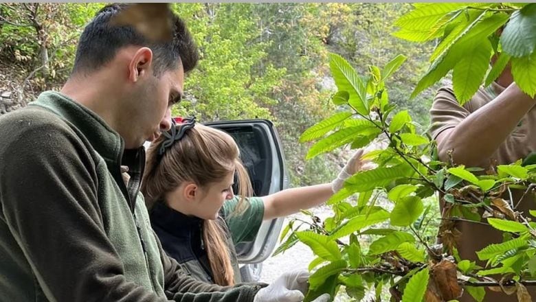 Kestane Ağaçları İçin Biyolojik Mücadele Başladı