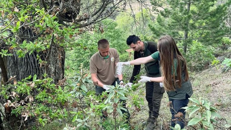 Kestane Ağaçları İçin Biyolojik Mücadele Başladı