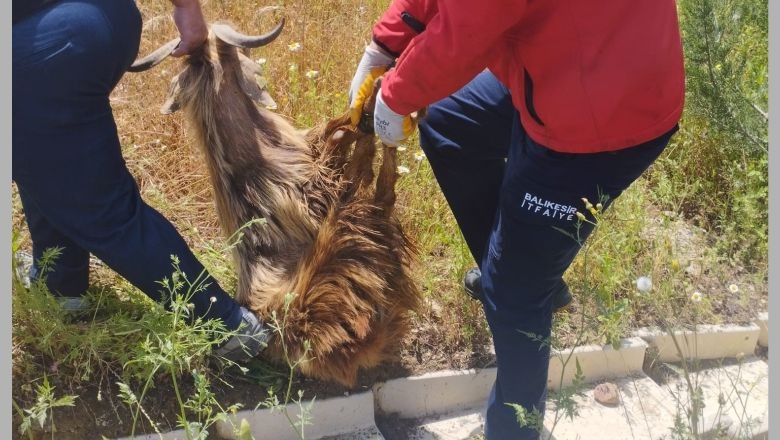 Susurluk'ta Kanala Düşen Keçi İtfaiye Tarafından Kurtarıldı