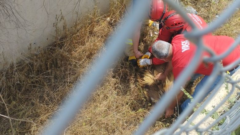 Susurluk'ta Kanala Düşen Keçi İtfaiye Tarafından Kurtarıldı