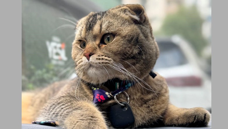 Kayıp Kedi Bulunmazsa Kocası Boşayacak 