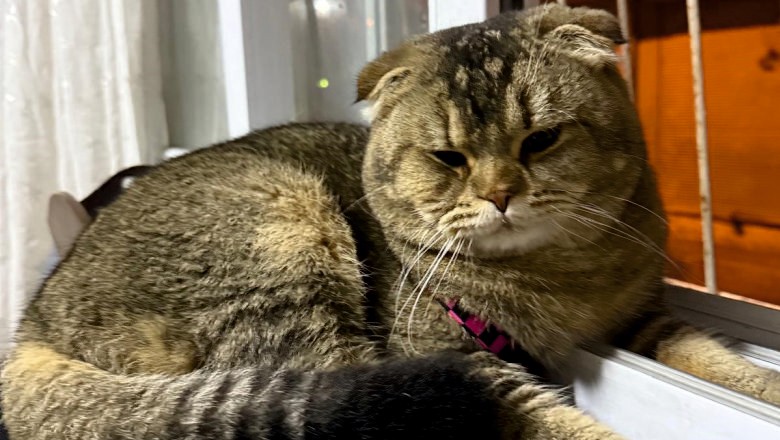 Kayıp Kedi Bulunmazsa Kocası Boşayacak 