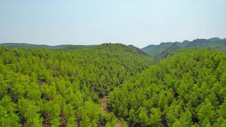 Balıkesir’de Orman Yasağı Başlıyor