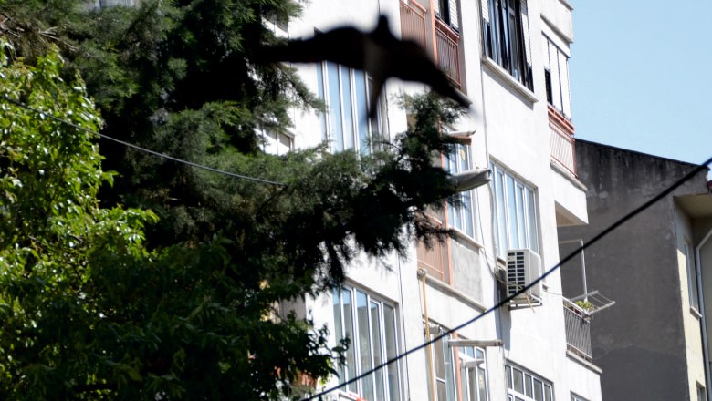 Kırlangıçlar Balıkesir’de Sığınacak Yer Arıyor: Şehirdeki Yuvalar Dikkat Çekiyor
