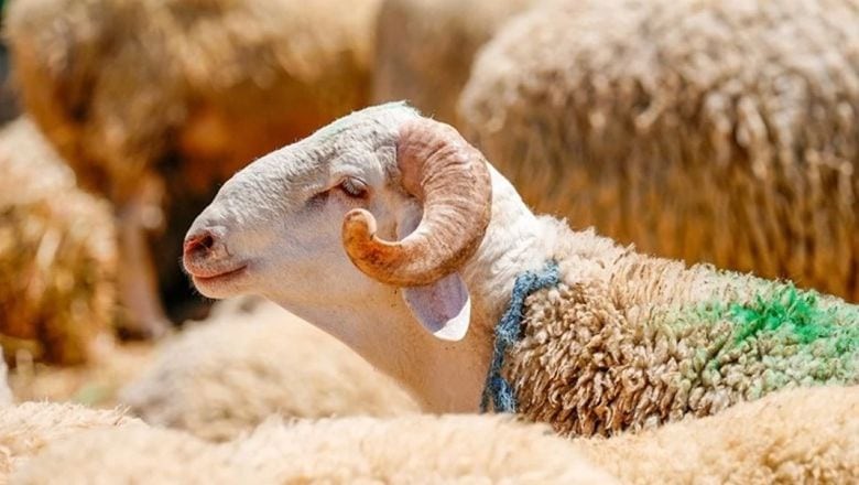 Kurbanlık Tahmini 3 Milyon 350 Bine Ulaştı