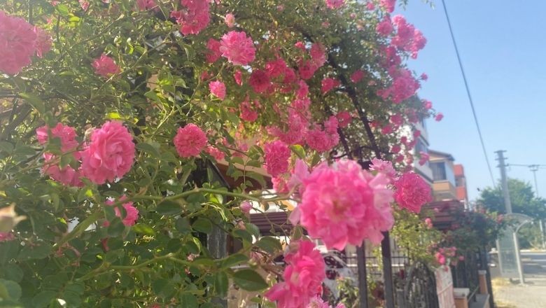 Balıkesir’de Her Köşe Çiçek! Baharın Renkleri Sokaklara Yansıdı