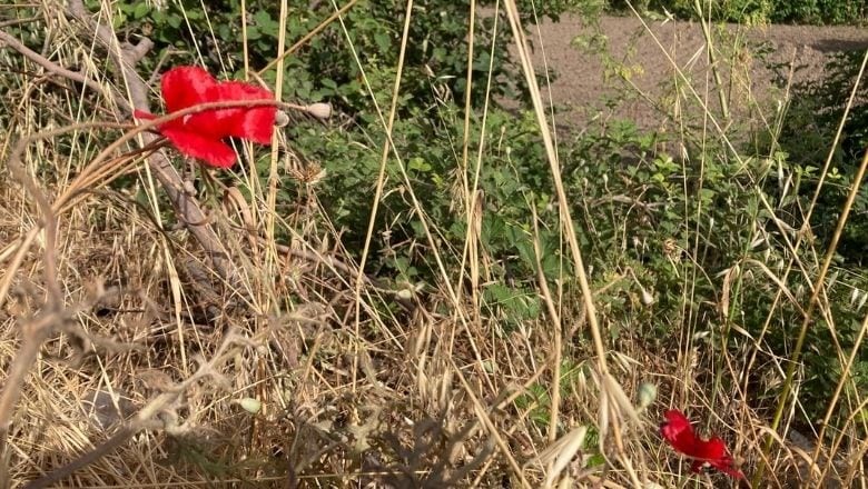 Balıkesir Otoyolu Kenarında Renkli Mucize!