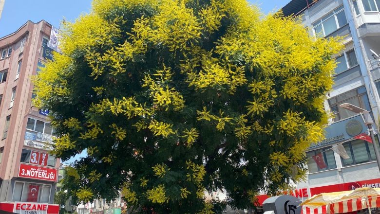 Balıkesir'in Tarihi Ağacı Yine Gözde