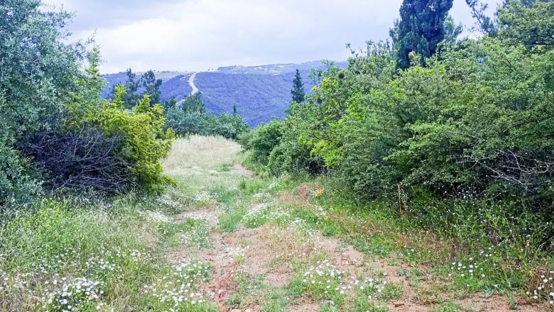 Balıkesir Ormanları İçin Hayati Müdahale