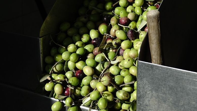 Ayvalık Zeytin ve Zeytinyağına Madalya!
