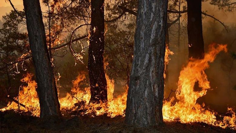 Balıkesir'de Yangın Alarmı: 1 Haftada 14 Ayrı Noktada Alevlerle Mücadele