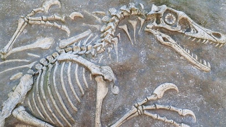 Bilim Tarihinde Bir İlk! 70 Yıllık Tümör