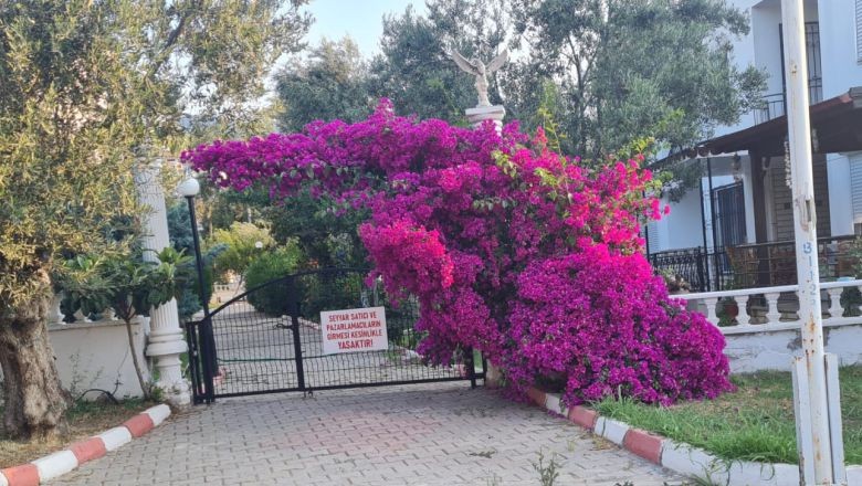 Güzelliğiyle Büyüleyen Begonvil, Şifa Kaynağı 