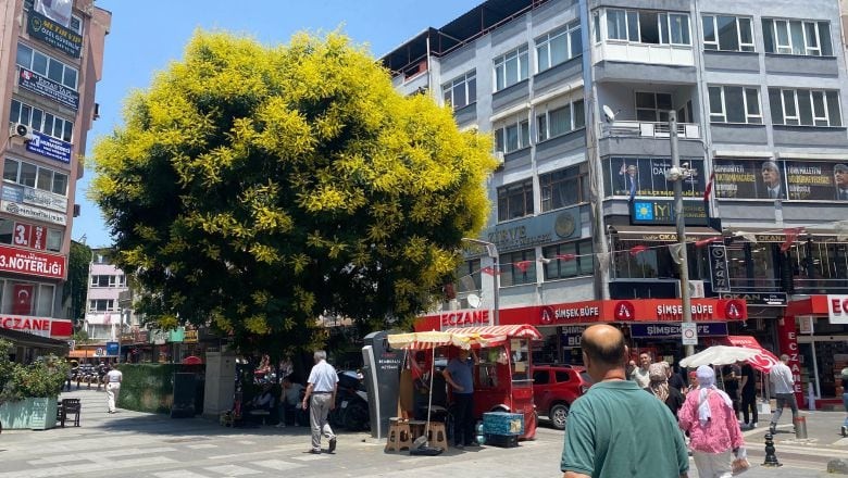 Balıkesir'in Tarihi Ağacı Yine Gözde