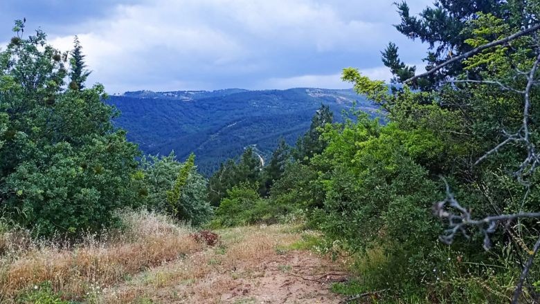 Balıkesir Ormanları İçin Hayati Müdahale