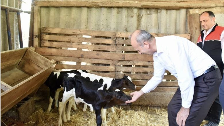  Susurluk’ta Aynı Anda Dört Buzağı Dünyaya Geldi 