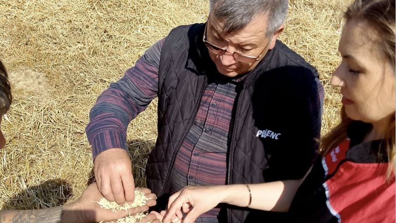 Balıkesir’de Hububat Hasadı Başladı