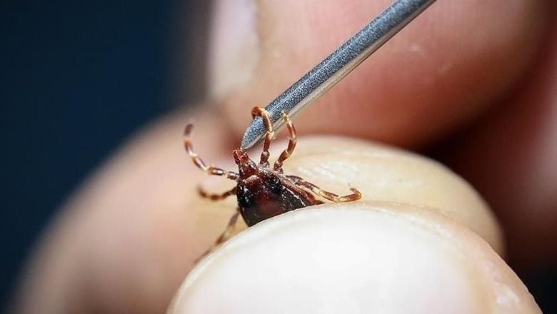  Kene Kusturmayın! Uzmanlardan Hayati Uyarı