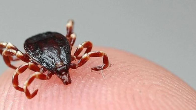  Keneyle Gelen Sessiz Tehlike: Balıkesir Risk Bölgesinde 