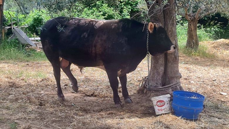 Edremit'te Kurbanlık Satışları Hızlandı
